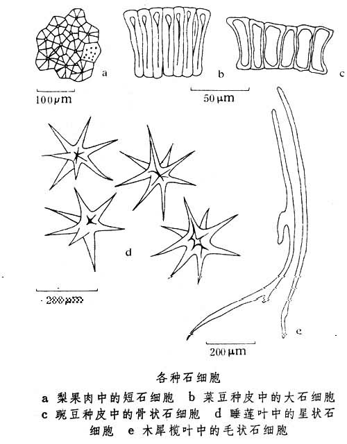 石細胞的細胞圖