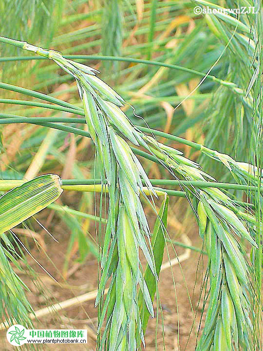 波蘭小麥（變種）