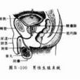 男性生殖系統結核