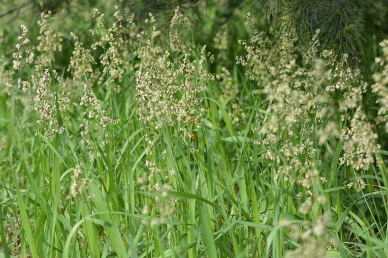 光稃茅香(光稃香草)