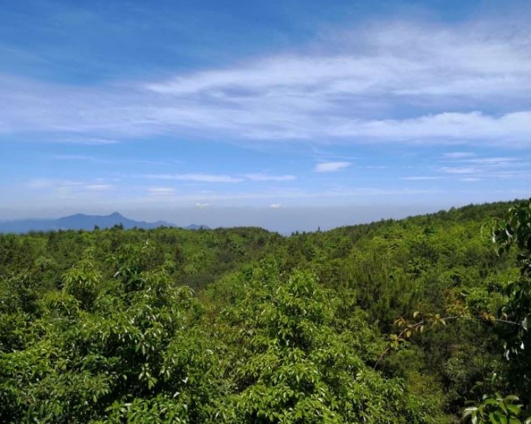 浙江龍泉龍淵森林公園