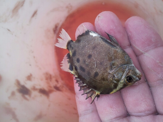 金錢魚科