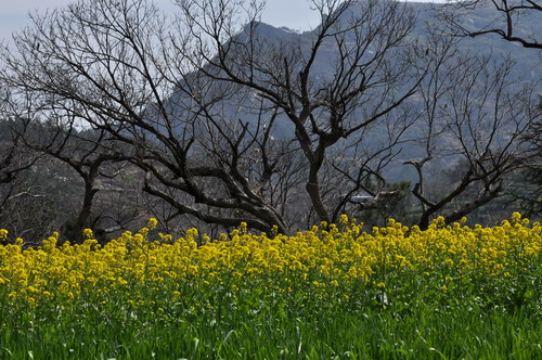 麻城河村