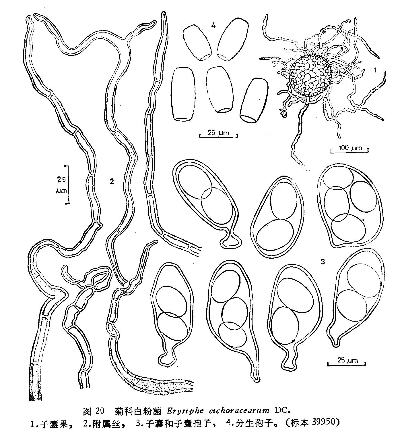 菊科白粉菌