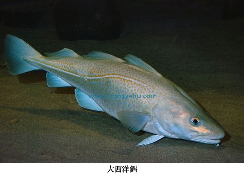 大西洋鱈魚