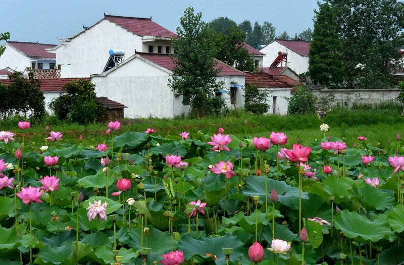 棠樹鄉