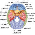 顱前窩