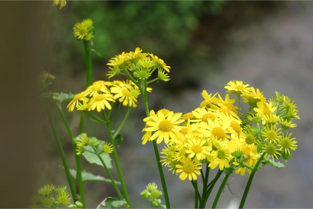 蒲兒根(菊科蒲兒根屬植物)