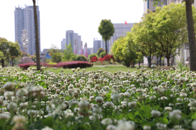 黃高春景