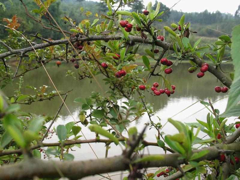 阿慶沖村