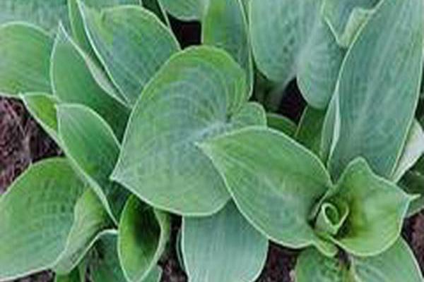 Hosta (Tardiana Group) \x27Blue Moon\x27