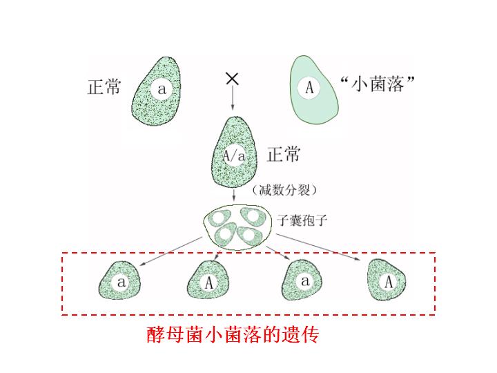 酵母菌小菌落