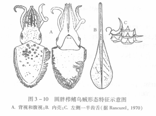 圓胖櫛鰭烏賊