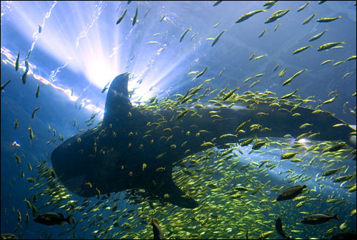 新喬治亞水族館