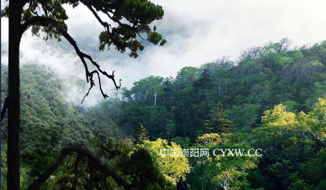 崇陽縣森林公園