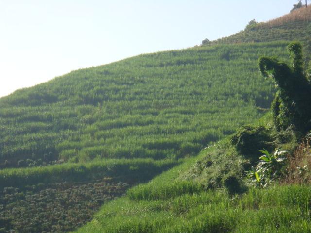 彭家自然村-旱地