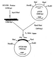 PCR技術檢測病毒