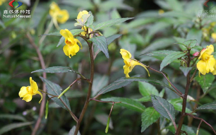 菱葉鳳仙花