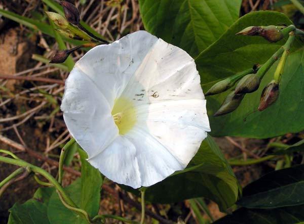 山豬菜(山豬菜（亞種）)