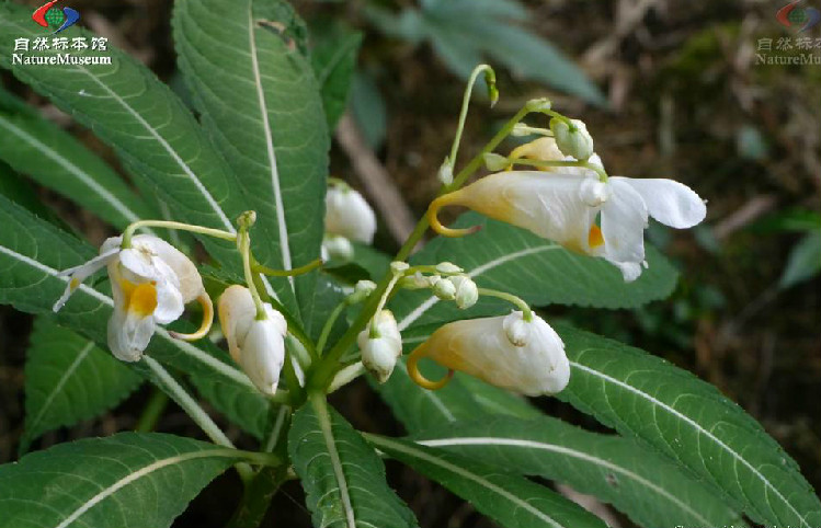 管莖鳳仙花