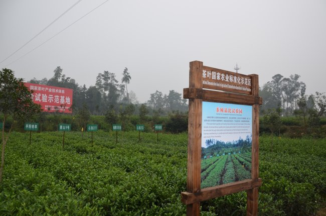 無農殘有機茶園