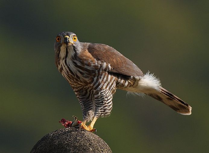 鳳頭鷹指名亞種