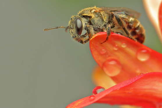 黑鳧淡脈隧蜂