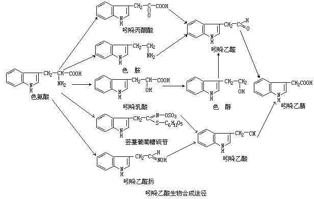 吲哚乙酸氧化酶