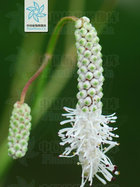 小白花地榆（變種）