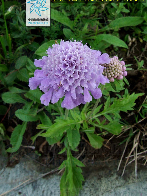 大花藍盆花（變種）