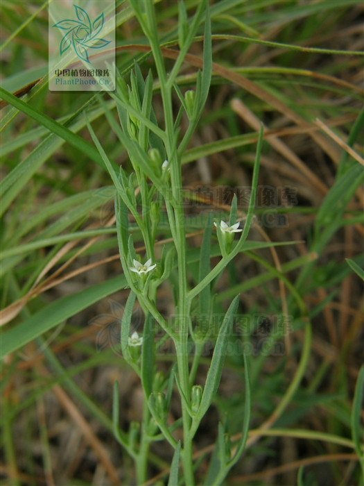 長梗百蕊草（變種）