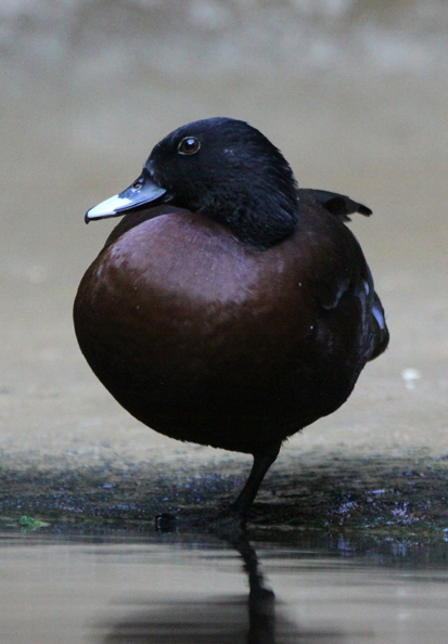 黑頭鳧(圖4)