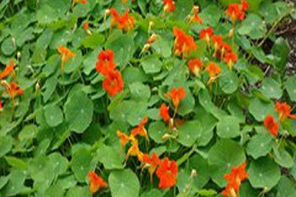 Tropaeolum (group)