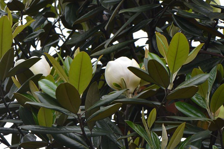 廣玉蘭黃山學院7號