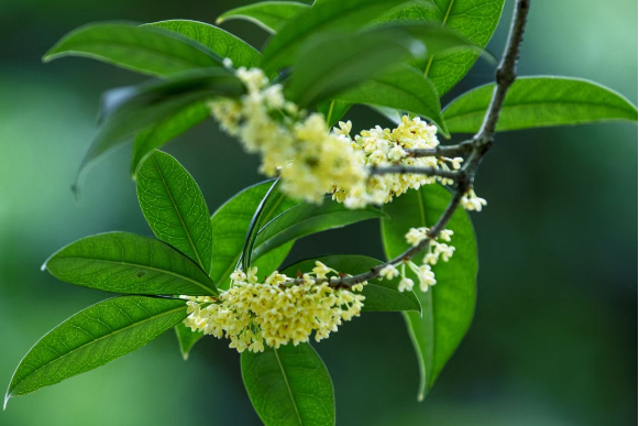 桂花銅梁家系016