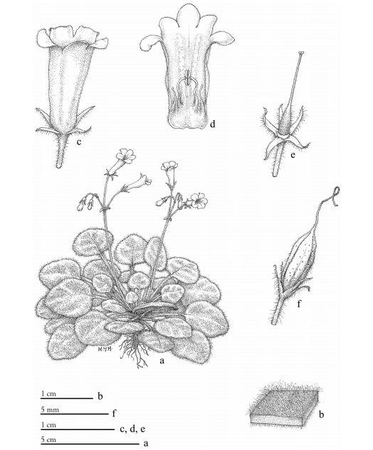 彭鏡毅小花苣苔