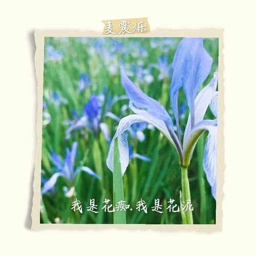 我是花痴，我是花泥