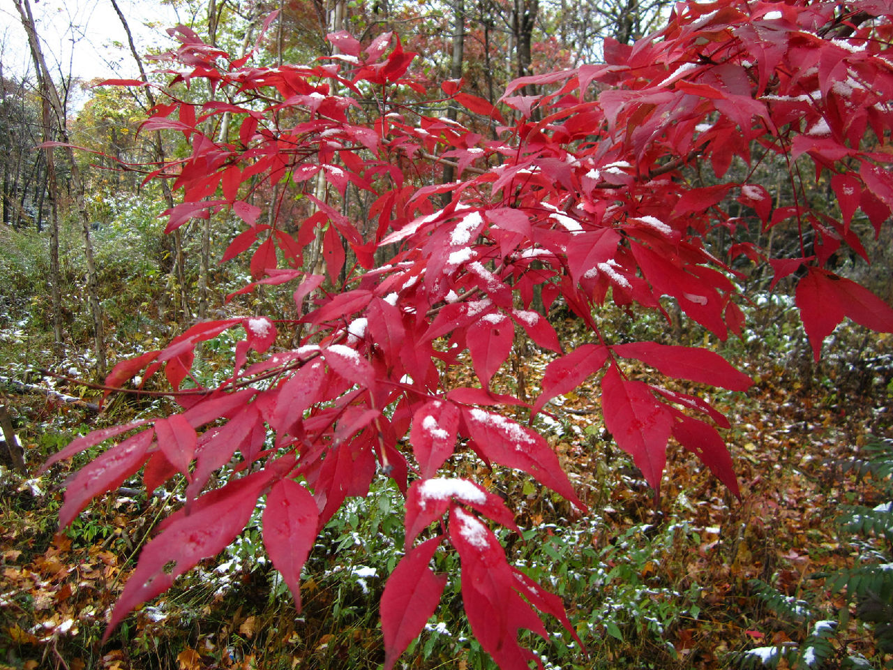 白石山國家森林公園(吉林白石山國家森林公園)