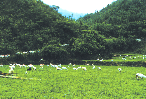 饅頭營鄉