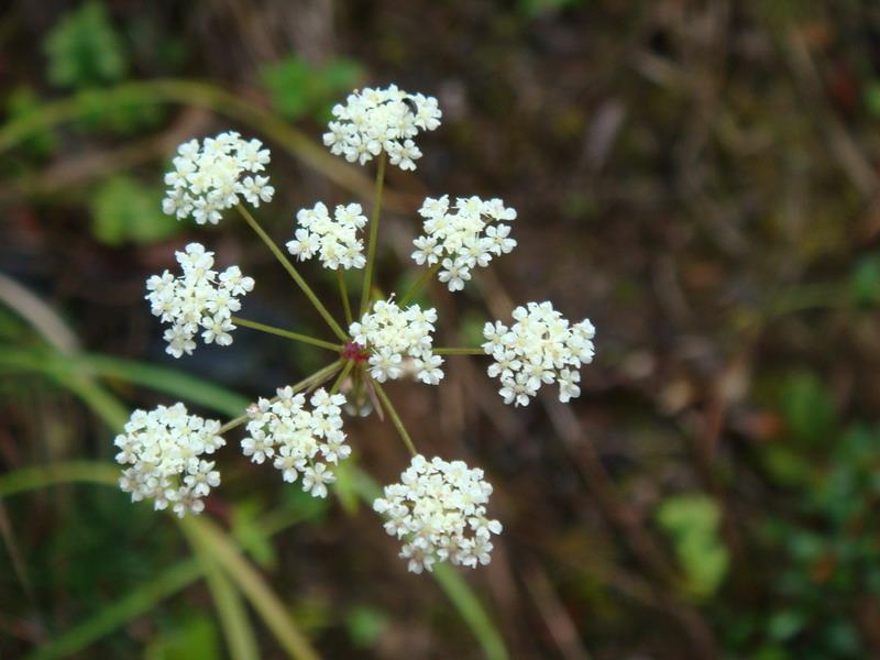 花吉落村