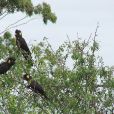 黃尾黑鳳頭鸚鵡塔島亞種