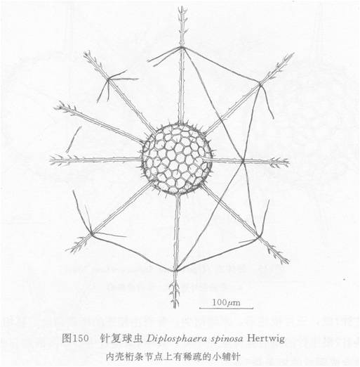 圖1.針復球蟲