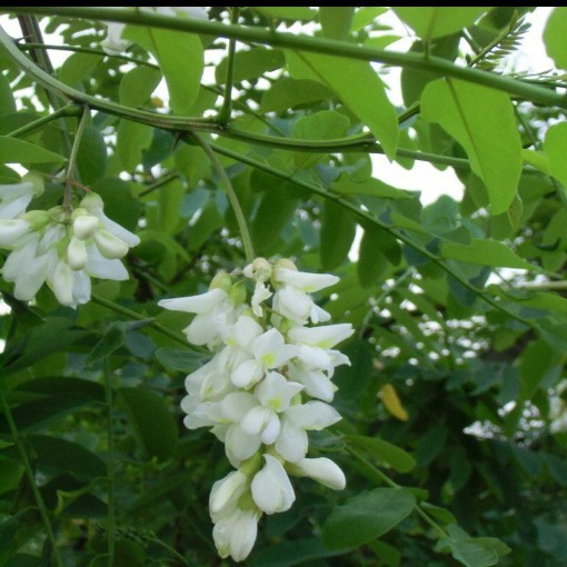 槐樹花炒雞蛋