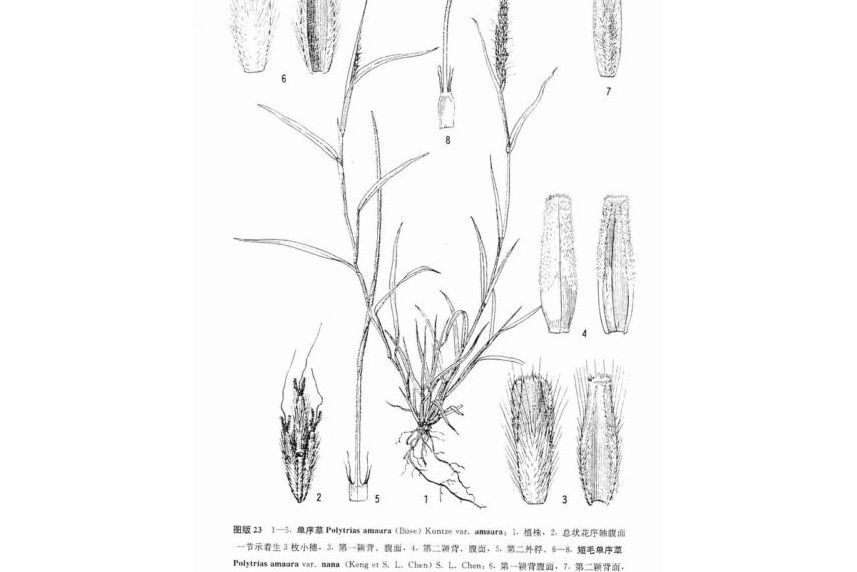 單序草屬