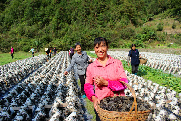 開化黑木耳食用菌基地