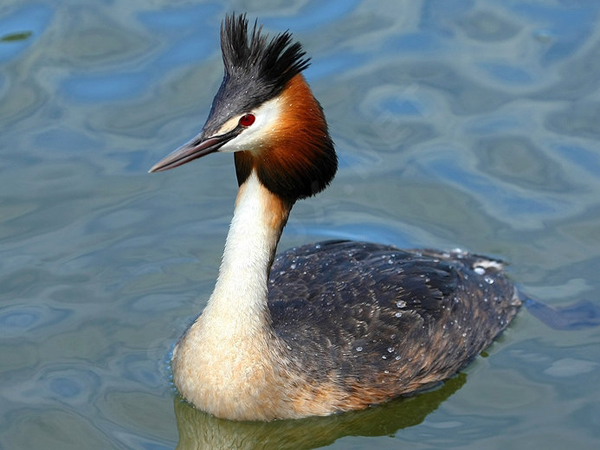 鳥類羽冠