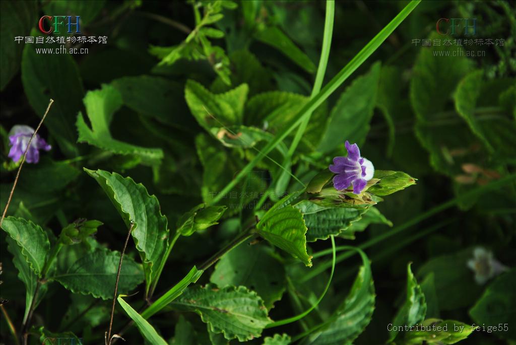 草色金足草