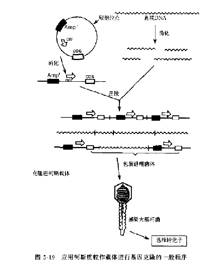 套用柯斯質粒載體進行基因克隆的一般程式