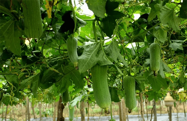 刺角瓜(火參果)