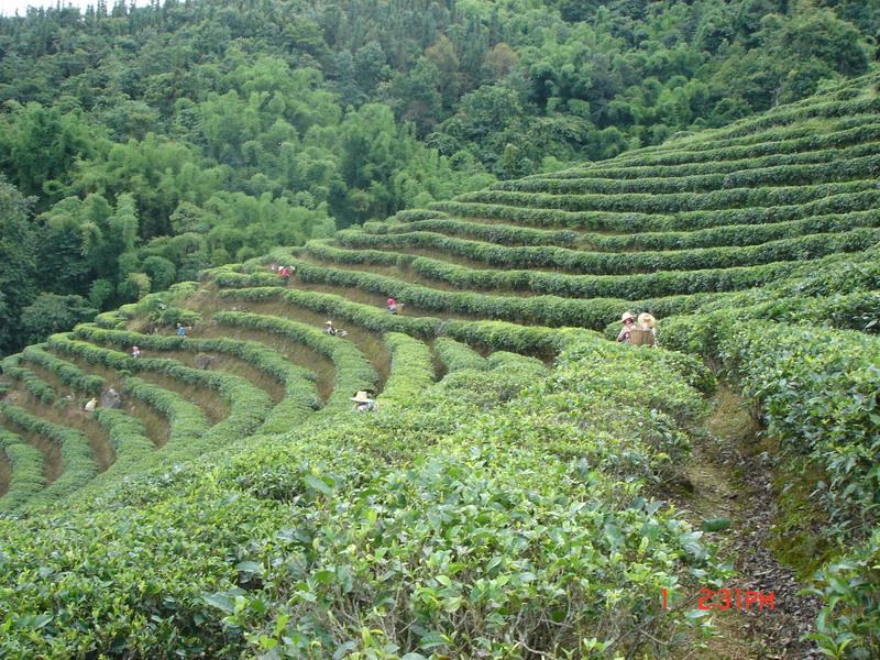 瑤新寨村